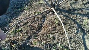 ИНЖИР.Кордонная формировка перед укрытием на зиму.