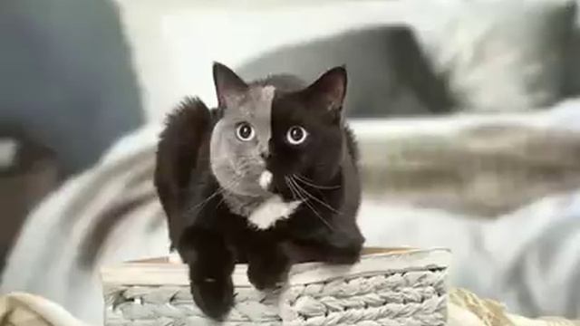 Голубоглазая кошка "с двумя мордами", которая стала звездой Интернета