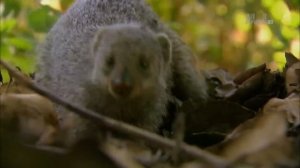 Гангстеры дикой природы - Мангусты