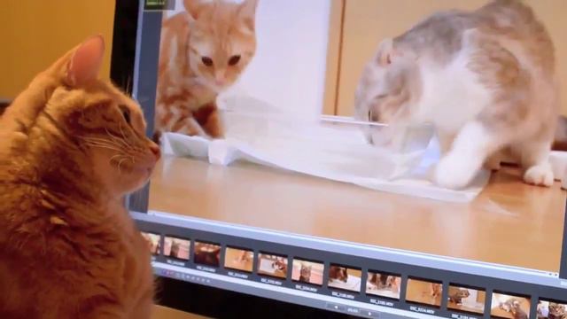 Коту нравятся коты по телеку смотреть онлайн