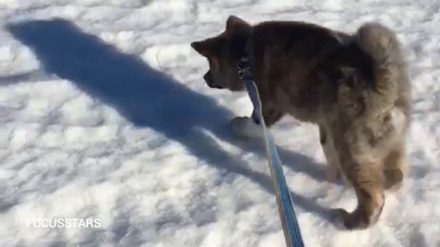 RARE AKITA PUPPIES I ПЕРВАЯ ПРОГУЛКА ПОСЛЕ ВАКЦИНЫ l АКИТА ИНУ l AKITA PUPPIES FOR SALE смотреть онлайн