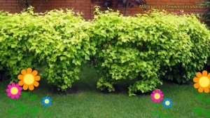 Пузыреплодник калинолистный. Краткий обзор, описание характеристик physocarpus opulifolius