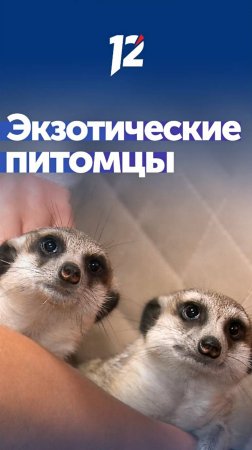 Тренд на экстравагантность: омичи всё чаще становятся заводчиками необычных домашних питомцев