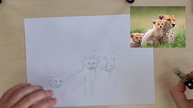 Способ рисования гепарда. Рисуем по фото часть1