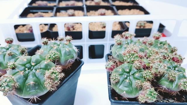 Gymnocalycium Damsii - Propagating Pups смотреть онлайн