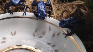 Древолазы азуреусы кушают сверчковую пыль