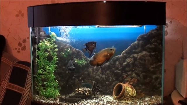 Дизайн аквариума / Aquarium design смотреть онлайн
