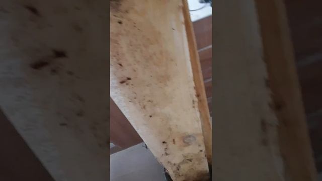 Борьба с грибком на стенах стала проще и дешевле. смотреть онлайн