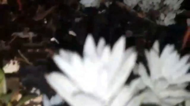 Sedeveria Harry Butterfild #muda #rega #cuidados смотреть онлайн