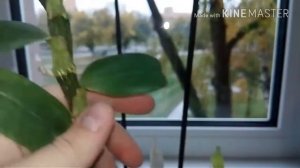 Размножение Дендробиум Нобиле