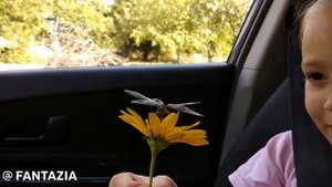 Как приручить стрекозу ? Стрекоза милашка .