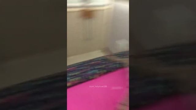 Смешные коты #shorts