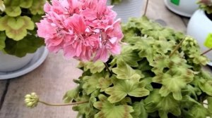 #366.Цветущие пеларгонии-сорт ИВ-Золотой Ключик.