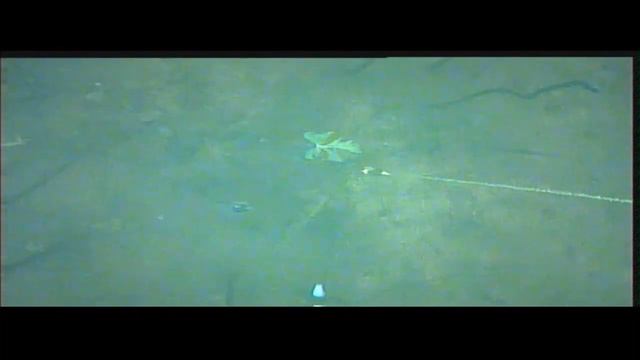 Подлёдные съёмки на видеокамеру. Отличный клёв окуня на блесну. смотреть онлайн