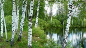 Акша келу (Белая берёза) — Росичи / Akša kelu (A white birch) — Rosiči
