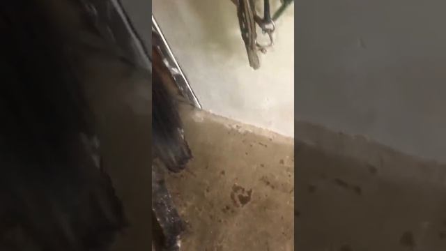 Колики при капростазе. смотреть онлайн