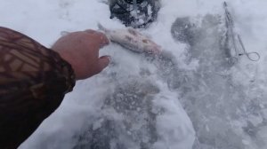 Открыл сезон Зимней РЫБАЛКИ. Ловля СУДАКА и БЕРША на жерлицы.