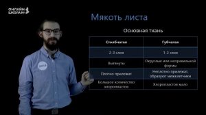 Клеточное строение листа. Урок 7. Биология 6 класс