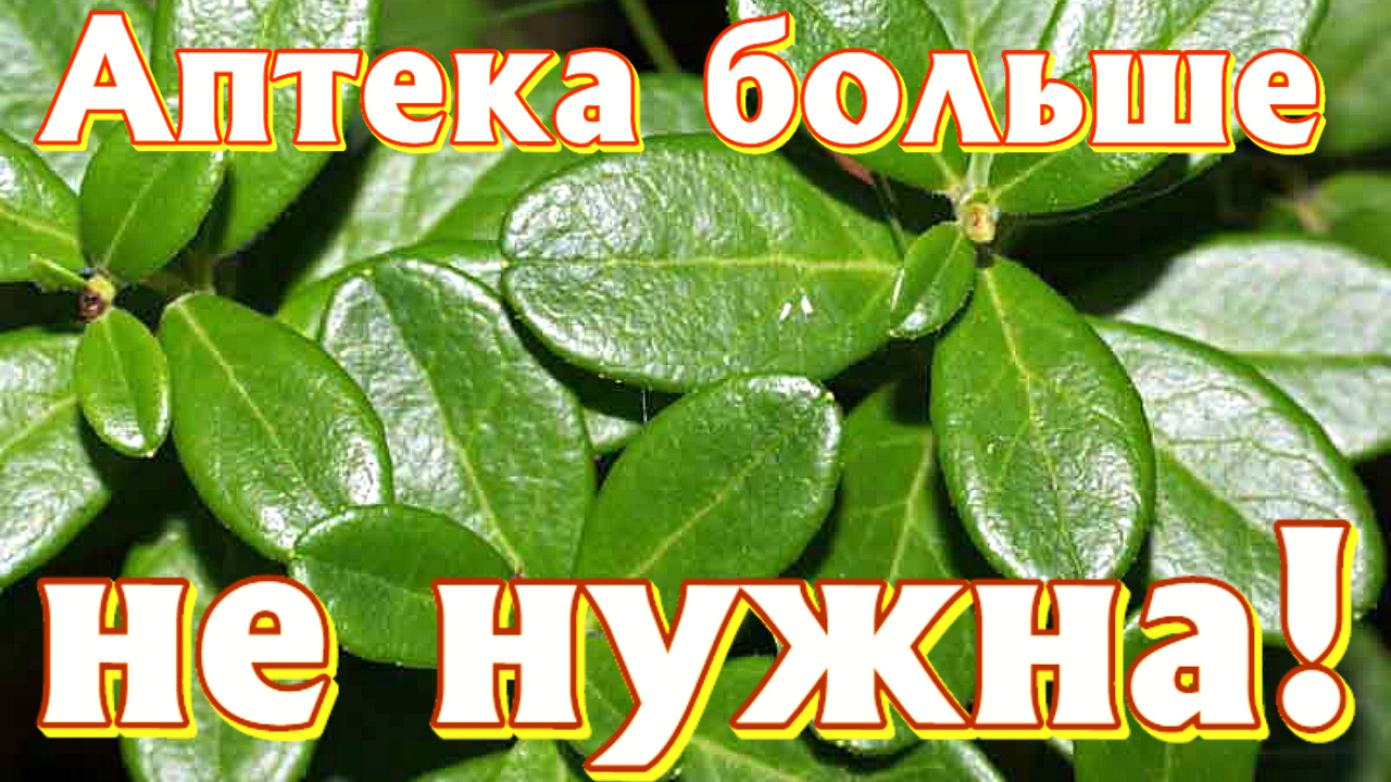 Какие целебные травы растут в апреле? Какие полезные травы собирают в апреле? смотреть онлайн