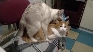 Брачные игры