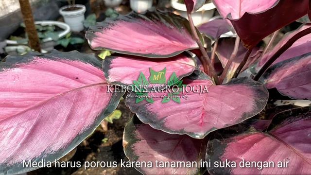 Calathea Crimson смотреть онлайн
