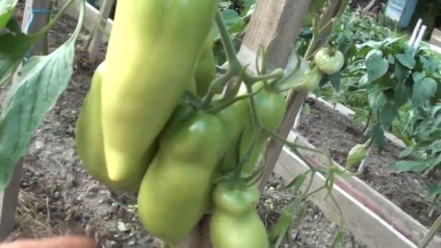 Томат Корнабель F1 повышаем урожайность учитывая ошибки лета 2020 смотреть онлайн