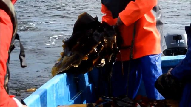 Ламинария сахаристая морская капуста добыча в Белом море 2016г смотреть онлайн