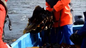 Ламинария сахаристая морская капуста добыча в Белом море 2016г