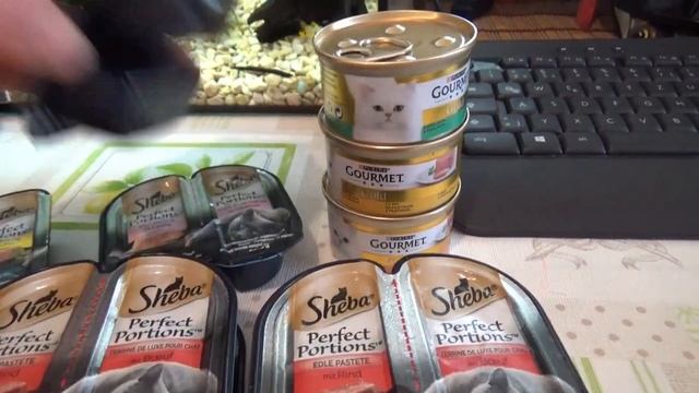 Как ухаживать за кошкой? Чем кормить британских кошек? Вред от сухого корма смотреть онлайн