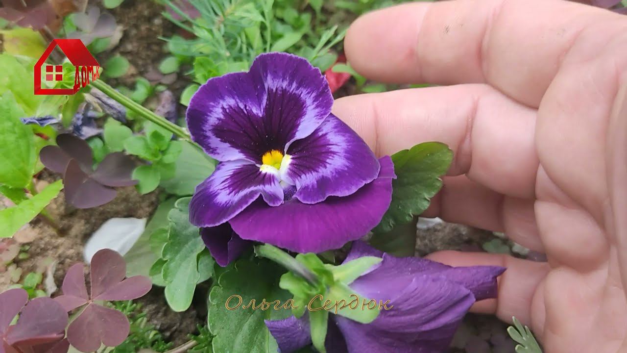 Прогулка по САДУ. Весенние ЦВЕТЫ в МАЕ. Что цветет? Что посажено?