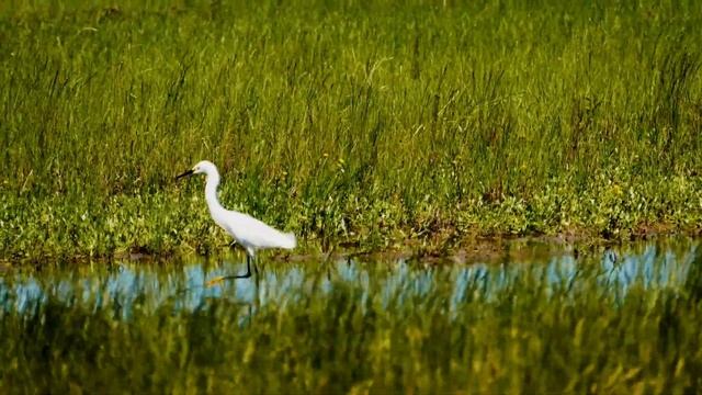 животные природа / nature смотреть онлайн