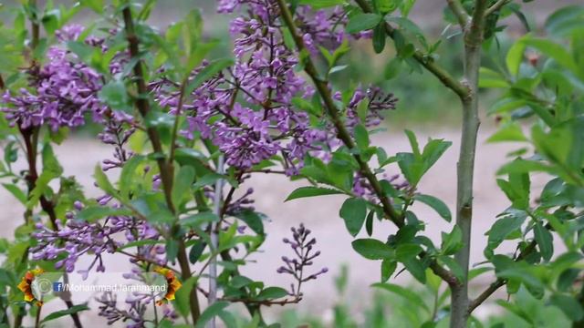 پیوند درختچه یاسمن смотреть онлайн