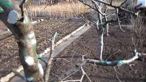 Обработка деревьев железным купоросом