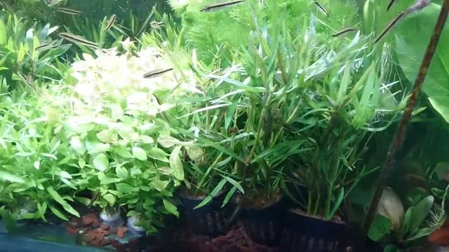 Пецилия красная в конце видео Лялиус! смотреть онлайн