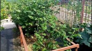 ВЫРАЩИВАНИЕ ЧЁРНОЙ СМОРОДИНЫ В СИБИРИ Сибирская Мини Дачка