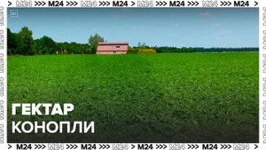 Более гектара дикорастущей конопли уничтожили в Ленинском округе - Москва 24
