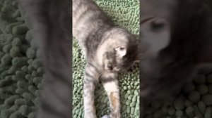 Кошечка со сломанным позвоночником, восстанавливается