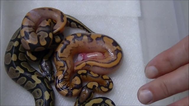 Orange Dream YB X Pastel Calico clutch смотреть онлайн