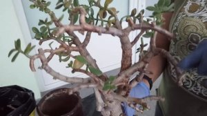 Спасение старой крассулы овата. (часть 1 - Начало) Crassula ovata