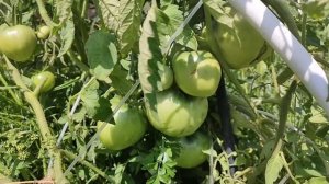 Урожайные крупноплодные сорта томатов. Сорт Толстушка. Обзор сорта