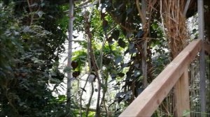 эпифиты, дом тропиков