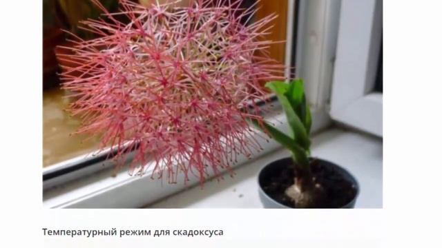 Скадоксус Гемантус, посадка и уход смотреть онлайн