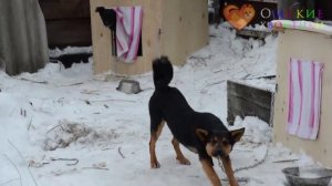 ВОЗЬМИТЕ СОБАКУ ИЛИ КОШКУ ИЗ ПРИЮТА ОМСКИЕ ХВОСТИКИ