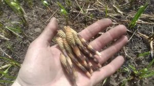 Съедобные растения весной.Хвощ полевой.