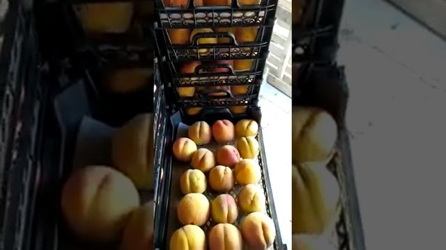 Персик Иранский провинция Сари смотреть онлайн