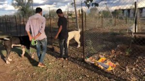 Bully kutta vs Alabai ( Central Asian shepherd Dog) 8083400500