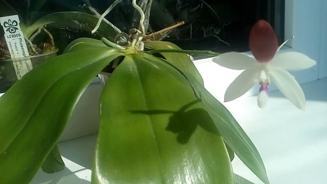 У вас не цветет Phalaenopsis tetraspis c1? У меня есть решение! смотреть онлайн