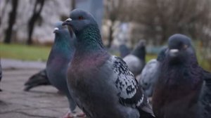 Sony Alpha SLT A77_  Kit