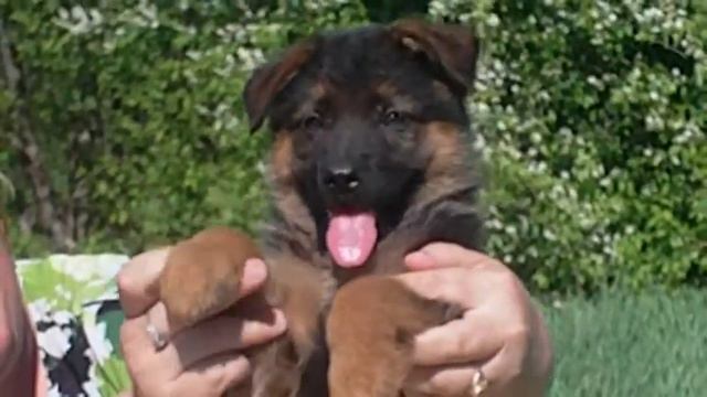 Хунта машет лапкой смотреть онлайн