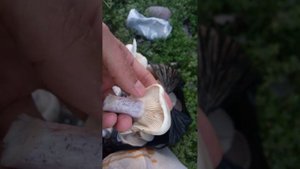 #грибы #ташкент #чудоприроды #синеножка #тихая_охота собераем грибы в Узбекистане эксклюзив для Вас